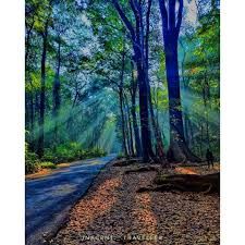 A peaceful wooded landscape with soft light between the trees